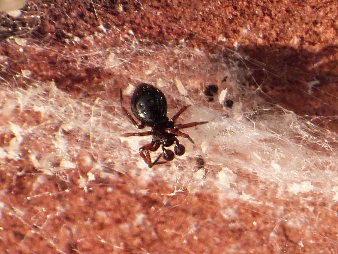 Carrellata di Euryopis episinoides - Ostia Antica (RM)